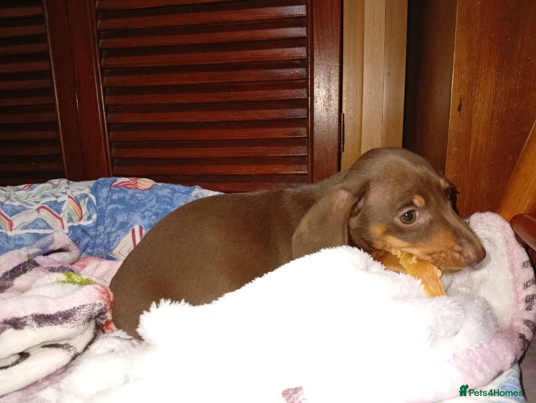 Dachshund dogs for sale: Stunning litter of 4 - Image 3