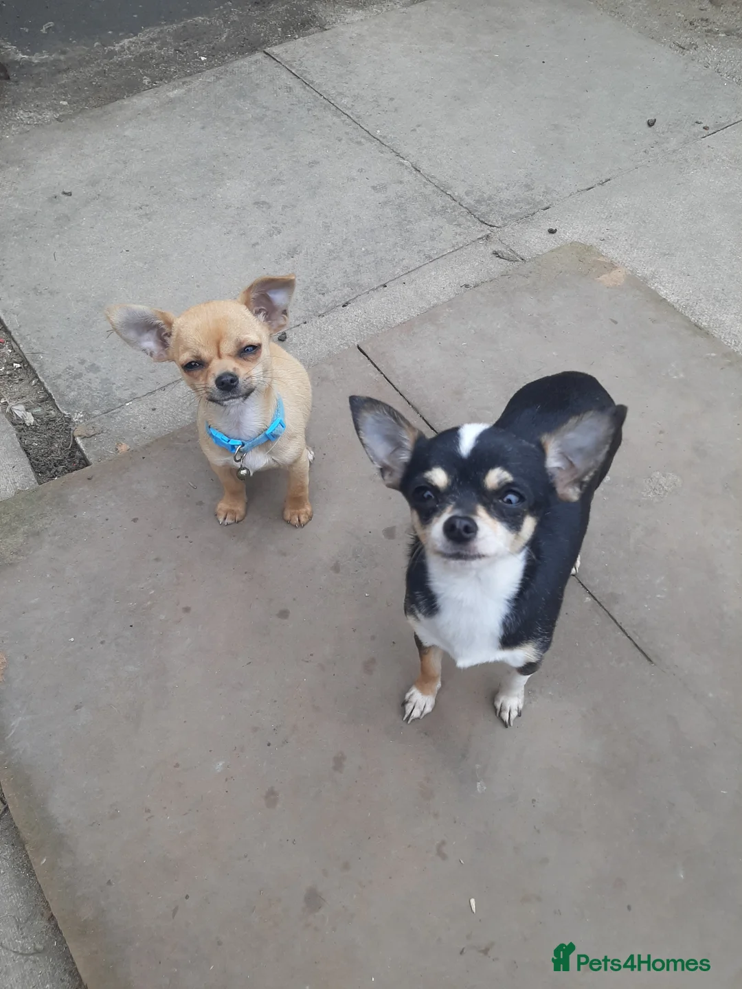 Chihuahua dogs for sale: Missy, pedigree tri black chihuahua girl. - Advert 2