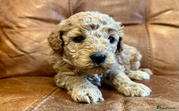 Toy Poodle dogs for sale: Toy poodles  - Image 13