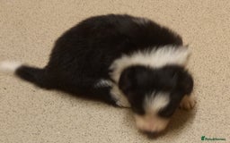 Border Collie dogs for sale: Border Collies for sale - Image 34