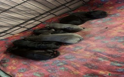 Cane Corso dogs for sale: Cane Corso puppies - Image 9