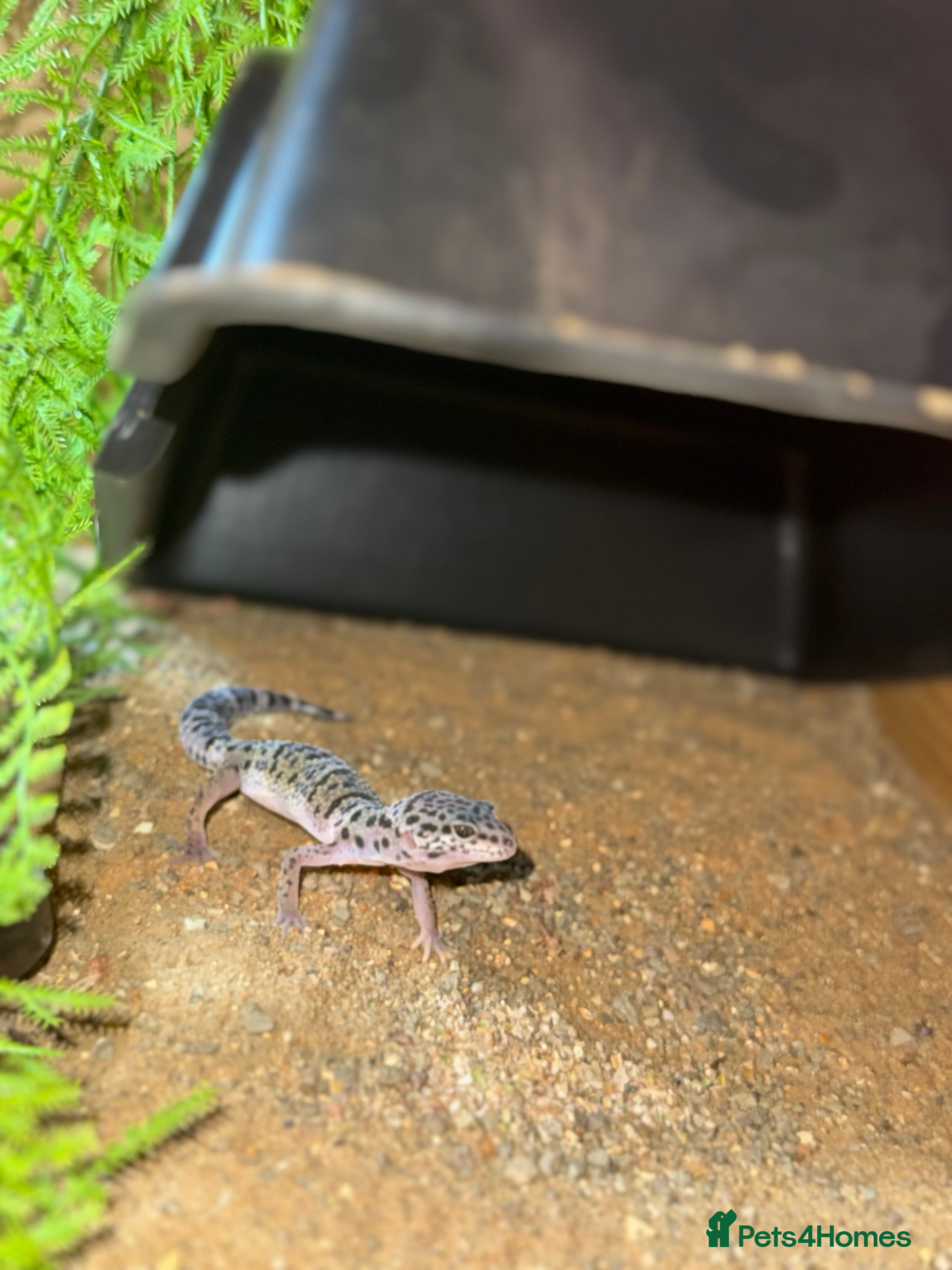 Leopard Gecko reptiles Leopard gecko and set up  - Advert 2