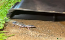 Leopard Gecko reptiles for sale: Leopard gecko and set up  - Image 1