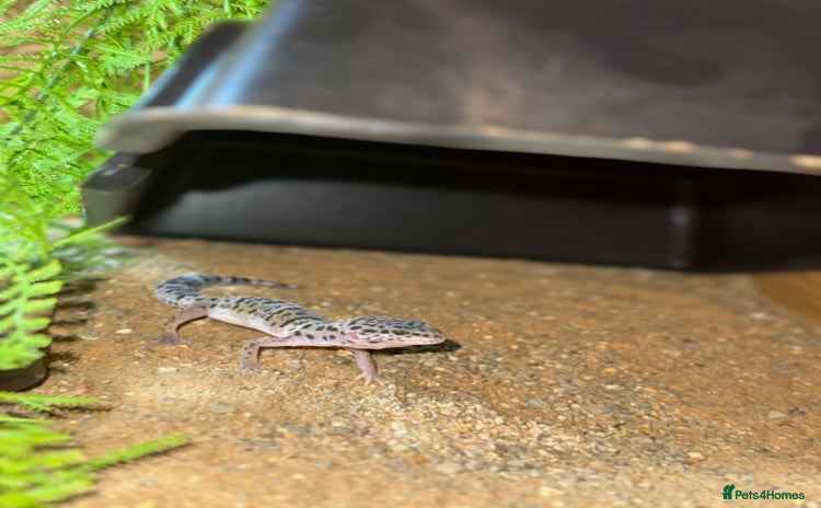 Leopard Gecko reptiles - Advert 2