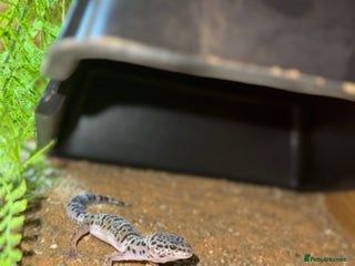 Leopard Gecko reptiles - Advert 19