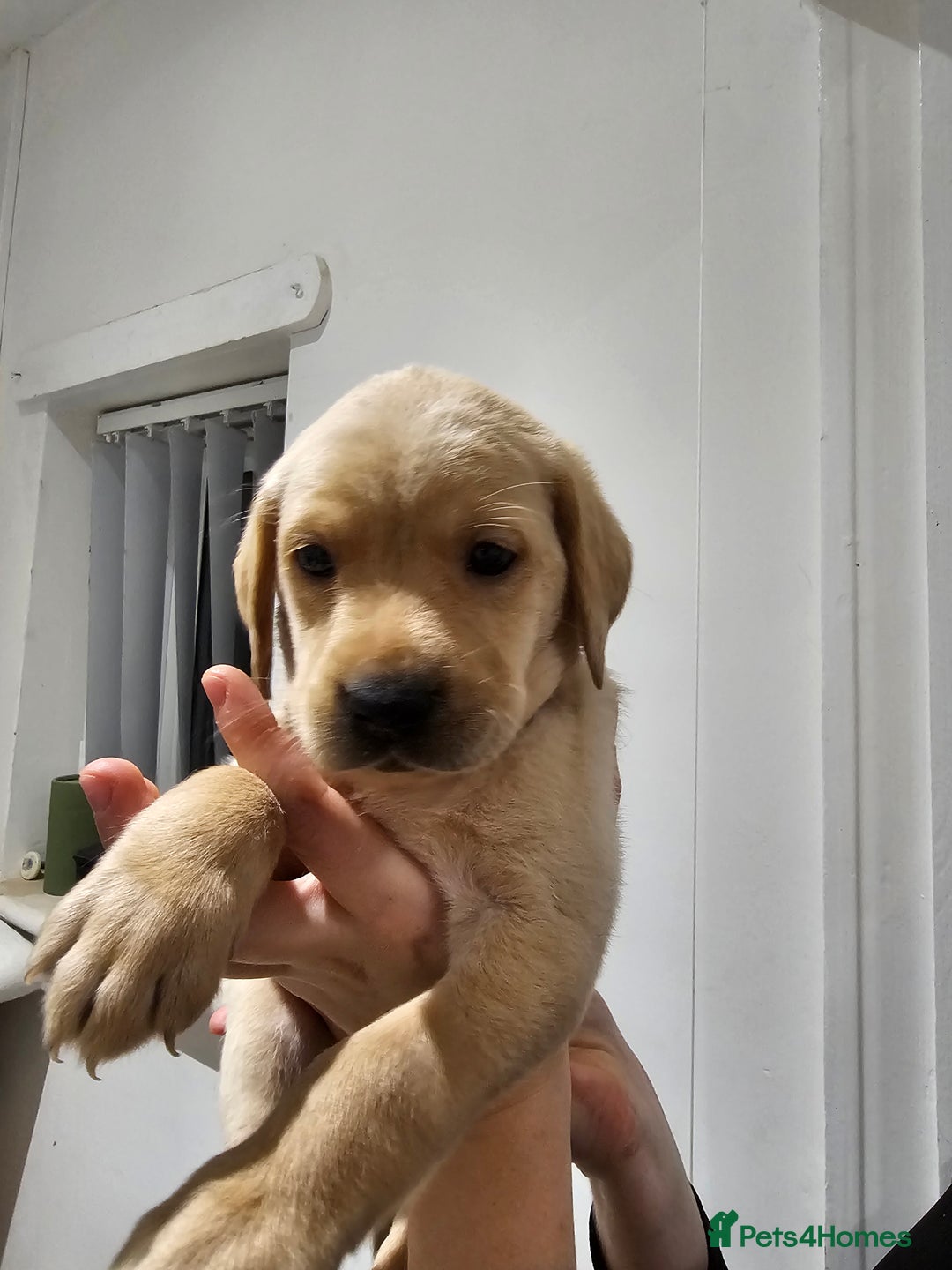 Labrador Retriever dogs for sale: 🐕3 pedigree labs remaing 🐕 - Advert 4