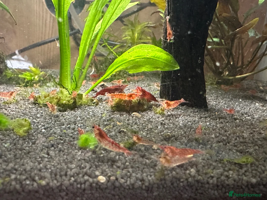Shrimps fish for sale: Baby cherry Shrimp  - Advert 3