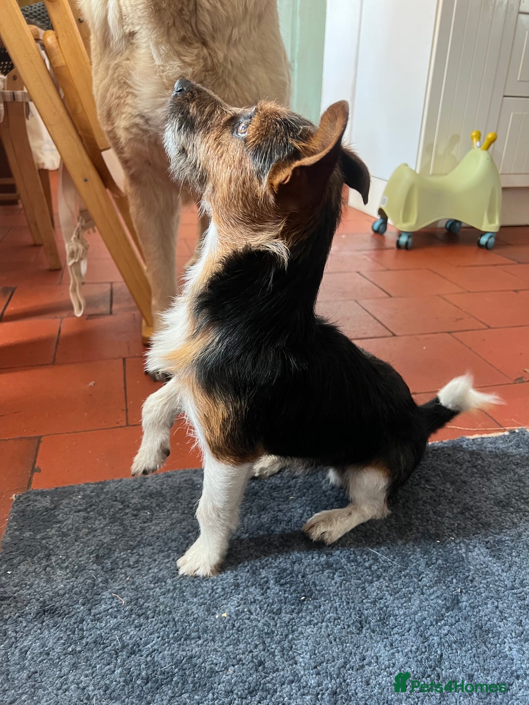 Jack Russell dogs for sale: Male Jack Russell Puppy - Image 3