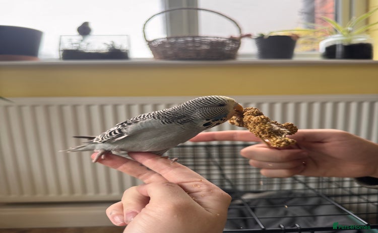 Budgerigars birds - Advert 2