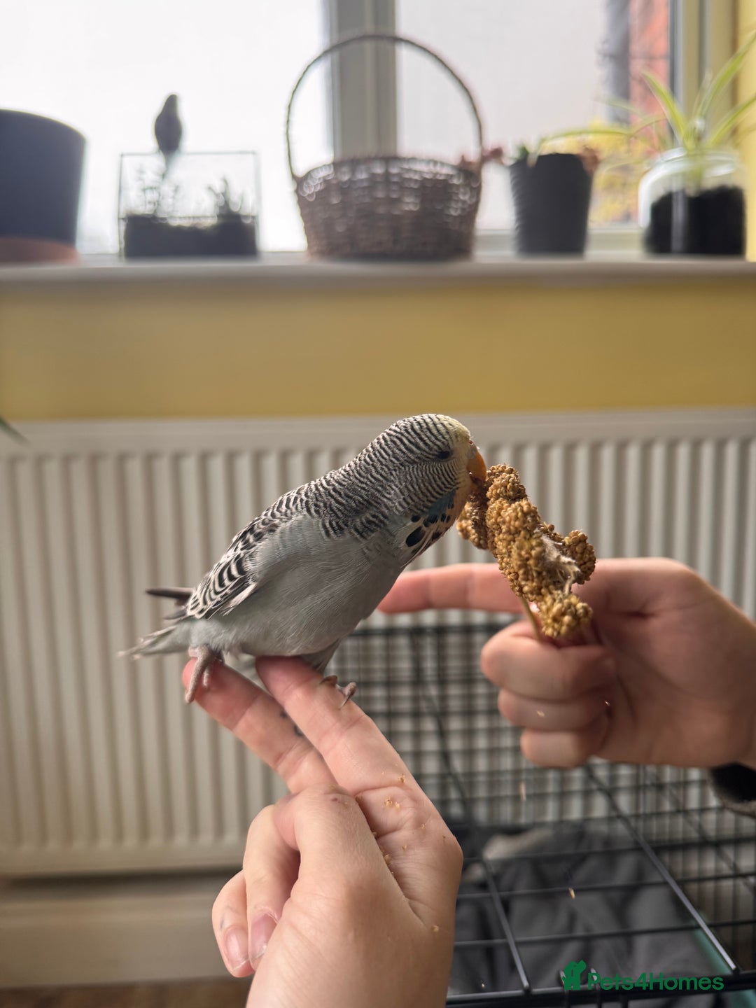 Budgerigars birds for sale: Blueberry the budgie - Image 1