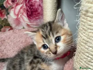 Mixed Breed cats 💗Beautiful kittens ready to reserve💗 - Advert 14