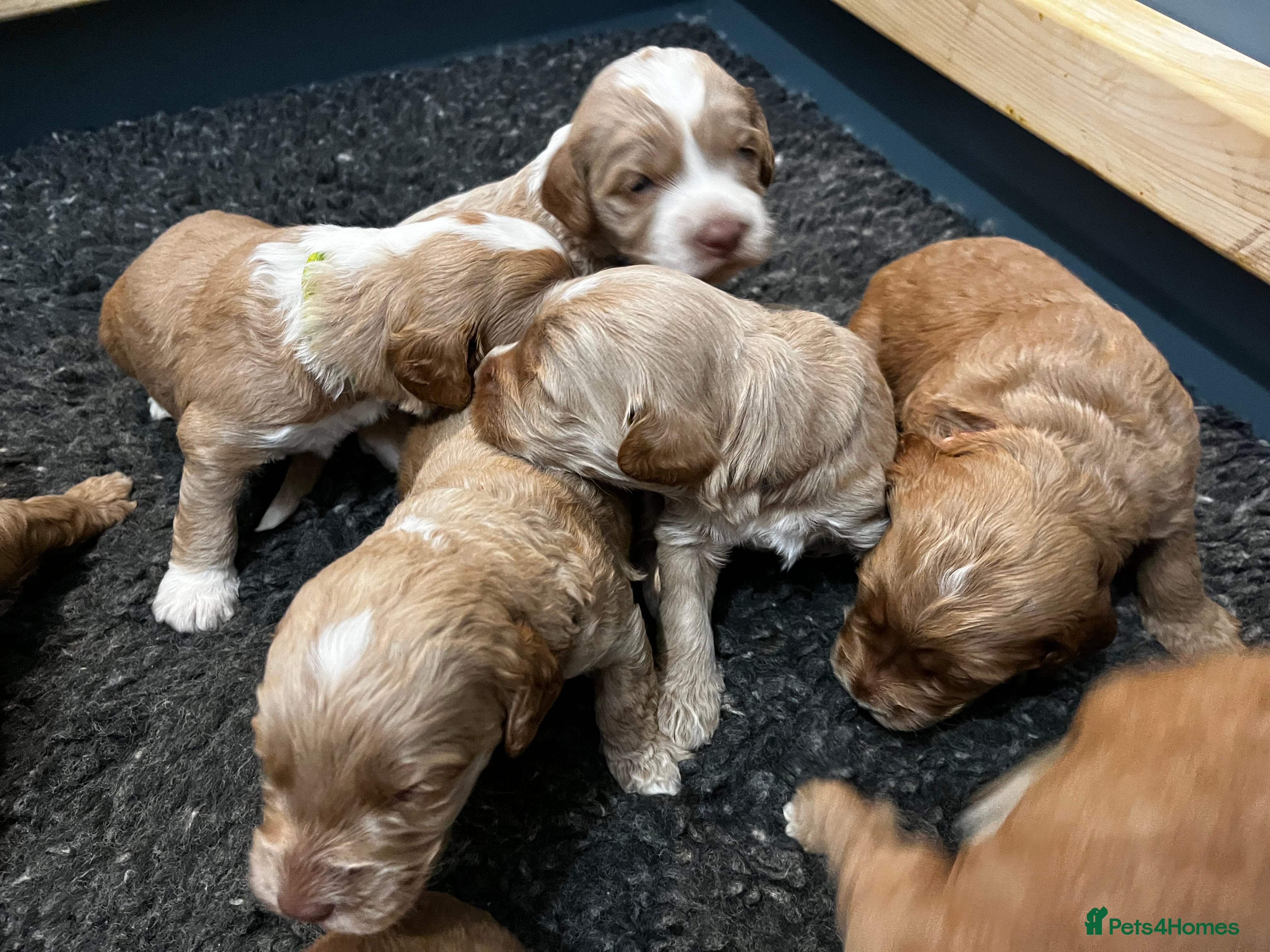 Australian Labradoodle dogs Quality Multigen Australian Labradoodle Puppies  - Advert 9