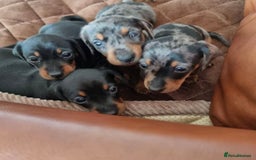 Miniature Dachshund dogs for sale: SWEET STUNNING MINIATURE DACHSHUND PUPPIES - Image 11