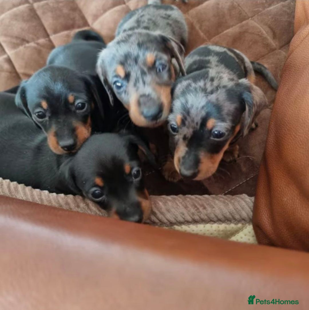 Miniature Dachshund dogs for sale: SWEET STUNNING MINIATURE DACHSHUND PUPPIES - Image 11