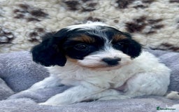 Cavapoo dogs for sale: Toy Cavapoo puppies  - Image 9