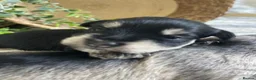 Miniature Schnauzer dogs for sale: THERAPY RAISED MINI SCHNAUZER  - Advert 3