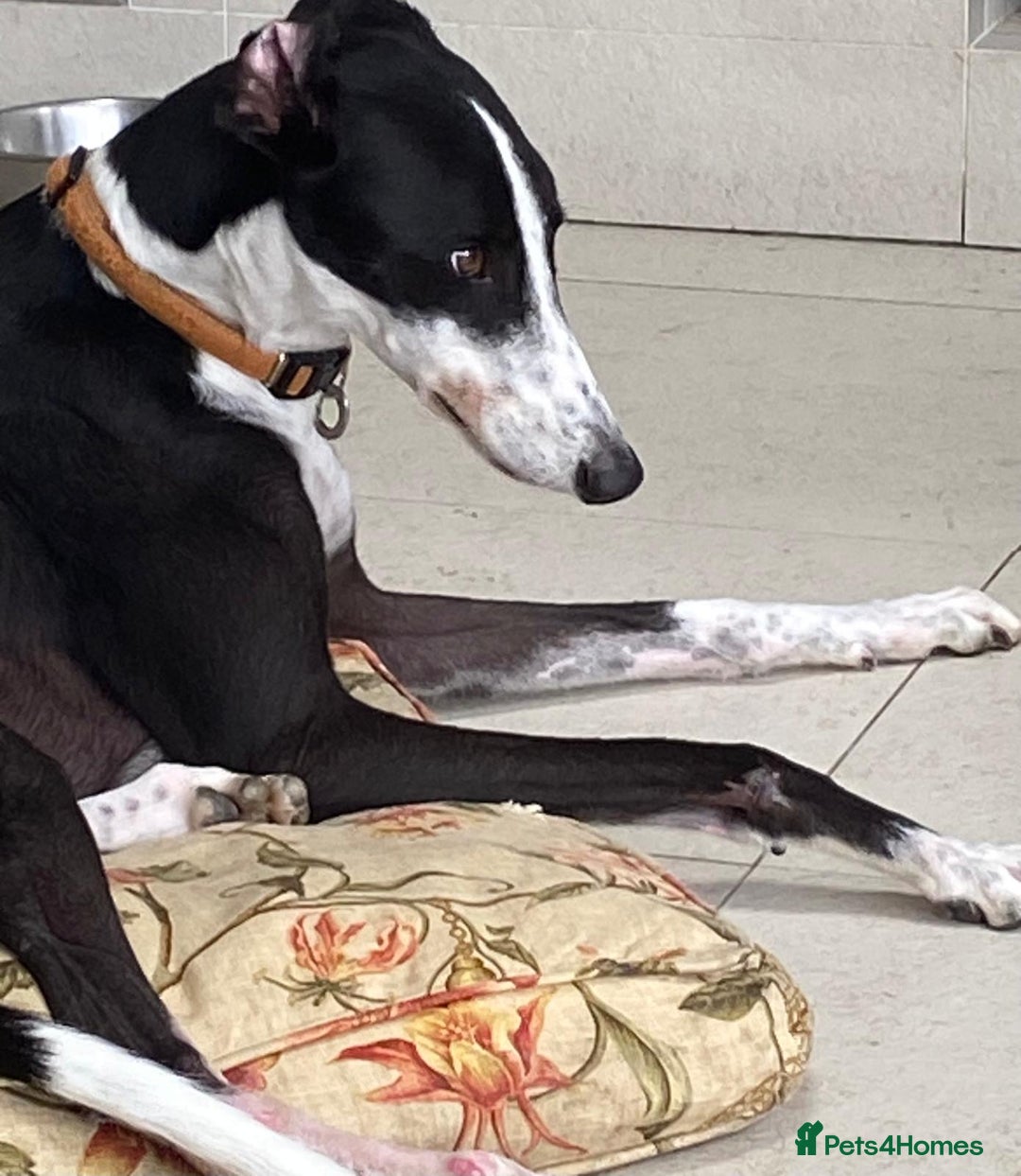 Greyhound dogs for sale: Louie loving house trained greyhound laid back - Image 4