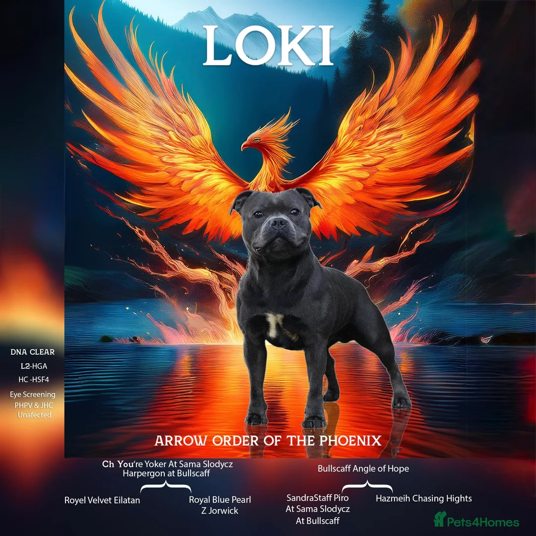 Staffordshire Bull Terrier dogs for stud: EXCEPTIONAL STUD. (litter brother to boss)  in Crewe - Advert 9