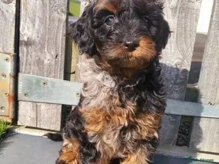 Cavapoo dogs Cavapoo puppies - Advert 15