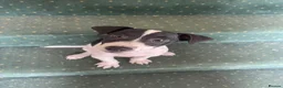 Jack Russell dogs for sale: 2 beautiful male Jack Russells - Advert 4