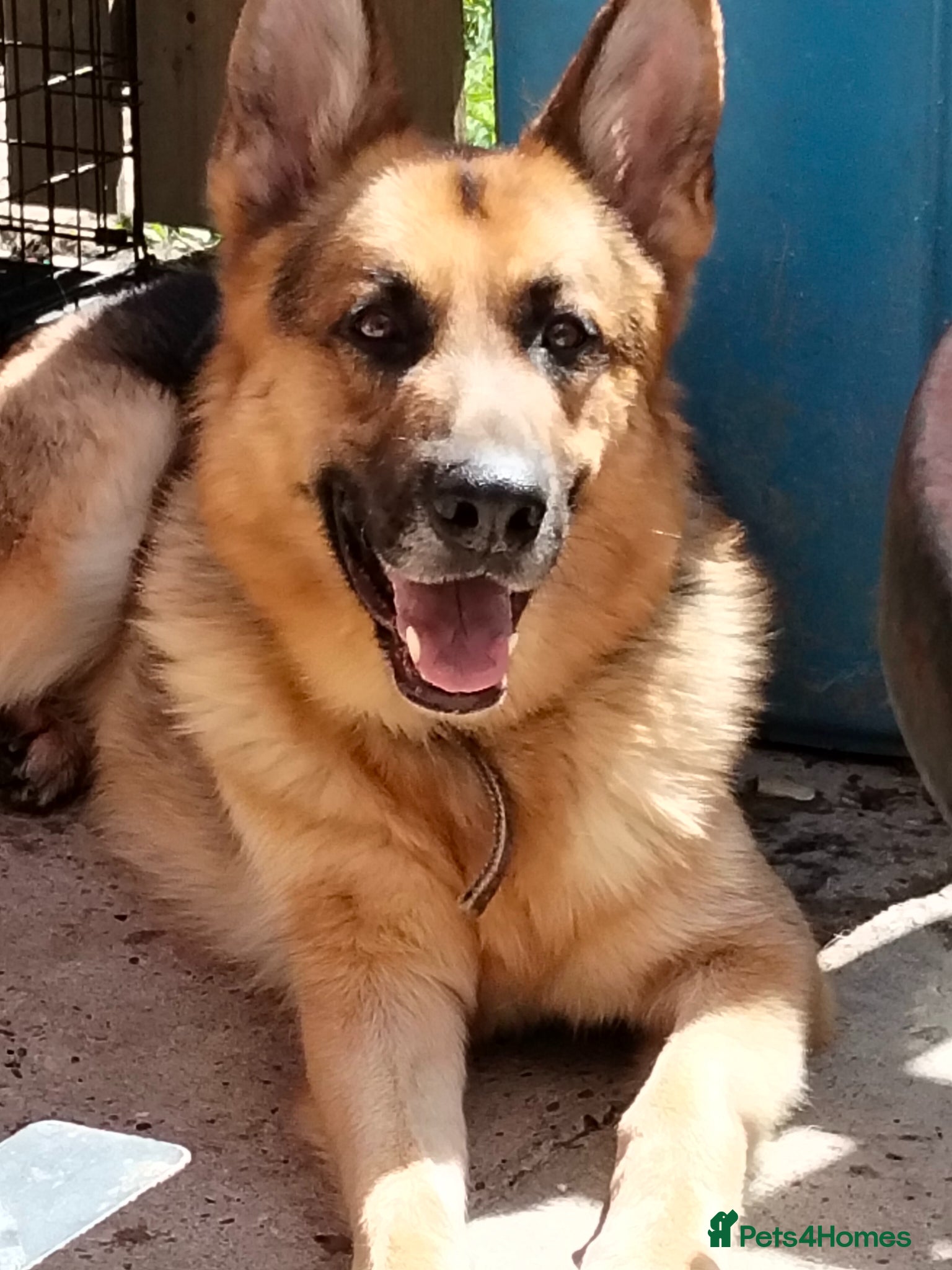 German Shepherd dogs 3 year old boy  - Advert 14
