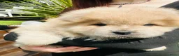 Chow Chow dogs for sale: 5 stunning puppies left !!!!  - Advert 16