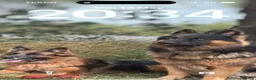 German Shepherd dogs for sale: Big,beautiful,wolf eyes puppies  - Advert 13