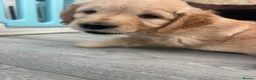 Golden Retriever dogs for sale: KC registered golden retriever puppies - Advert 13