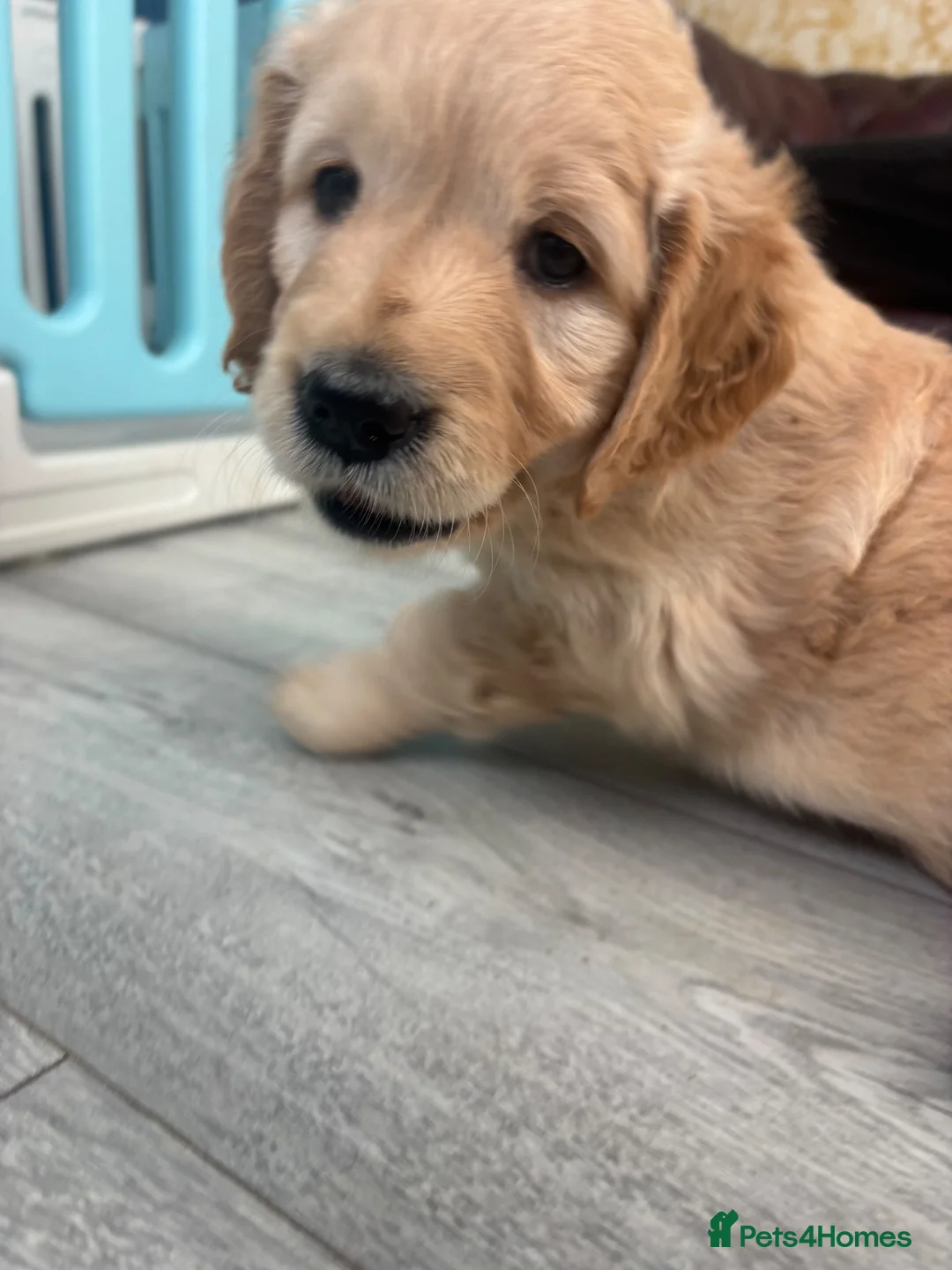 Golden Retriever dogs for sale: KC registered golden retriever puppies - Advert 13