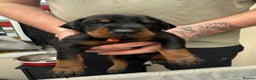 Dobermann dogs for sale: Top quality Doberman puppies  - Advert 8