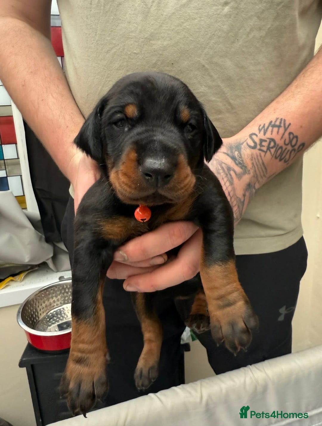Dobermann dogs for sale: Top quality Doberman puppies  - Advert 8