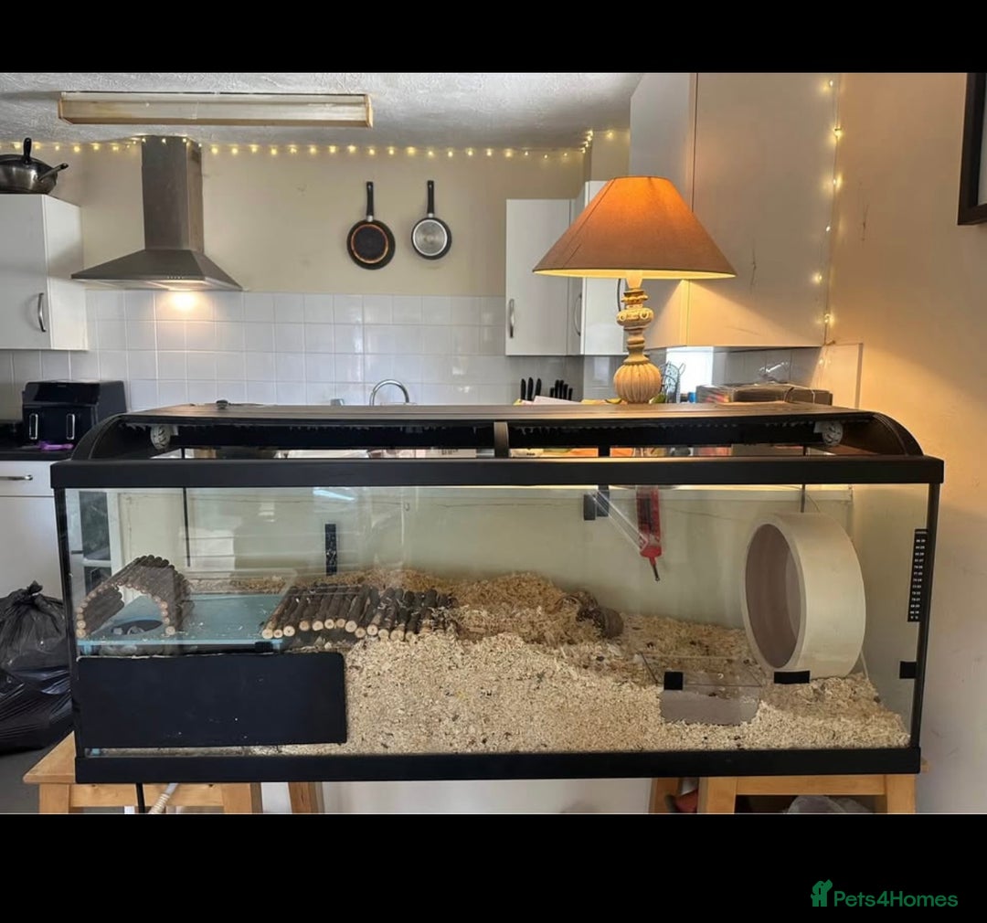 Hamster rodents for sale: LARGE HAMSTER ENCLOSURE  - Image 1