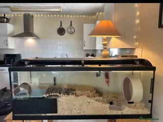 Hamster rodents - Advert 14