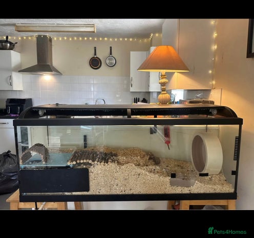 Hamster rodents - Advert 10