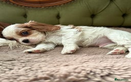 Cavalier King Charles Spaniel dogs for sale: Gorgeous boy 👑true King Charles👑 Cavalier - Image 1