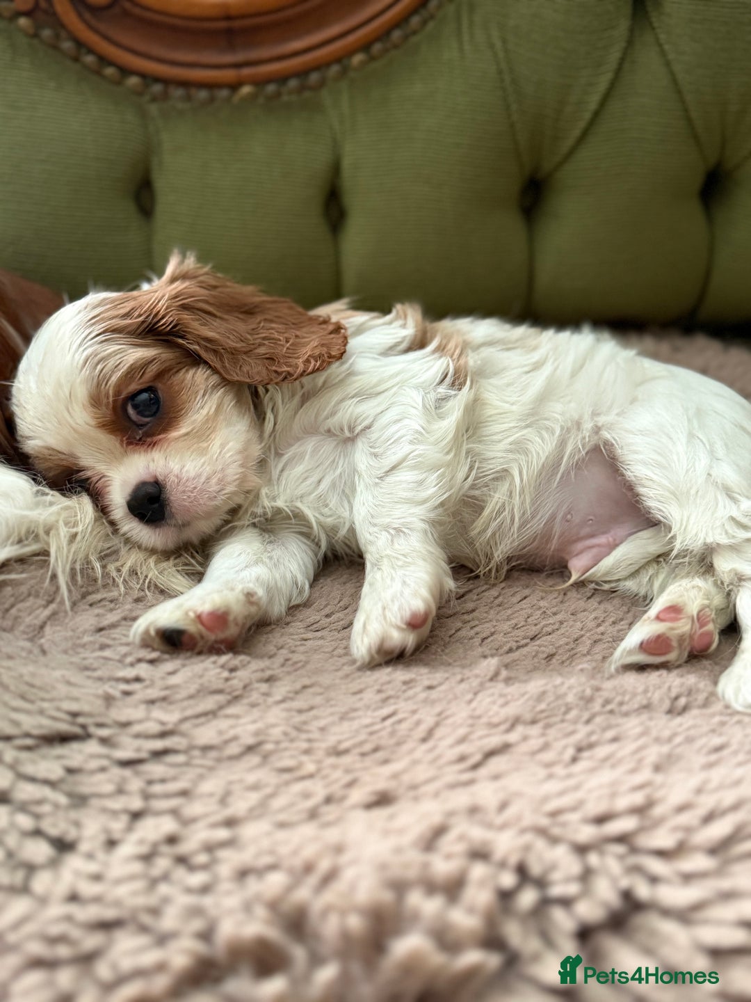 Cavalier King Charles Spaniel dogs for sale: Gorgeous boy 👑true King Charles👑 Cavalier - Image 1
