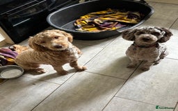 Cockapoo dogs for sale: Sad sale blonde and white male cockapoo - Image 7