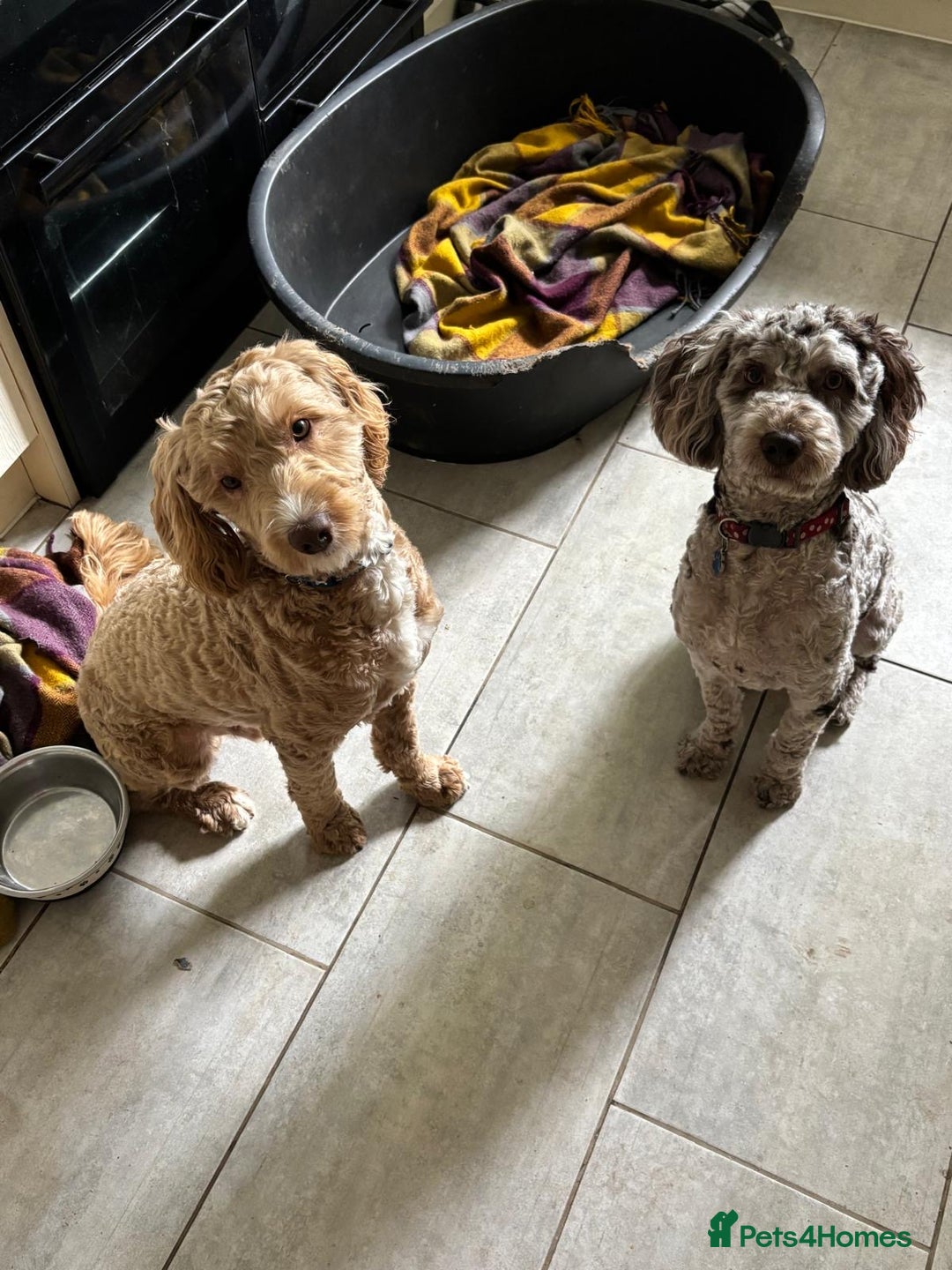 Cockapoo dogs for sale: Sad sale blonde and white male cockapoo - Image 7