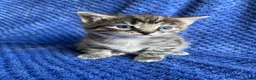 Maine Coon cats for sale: Maine coon kittens  - Advert 16