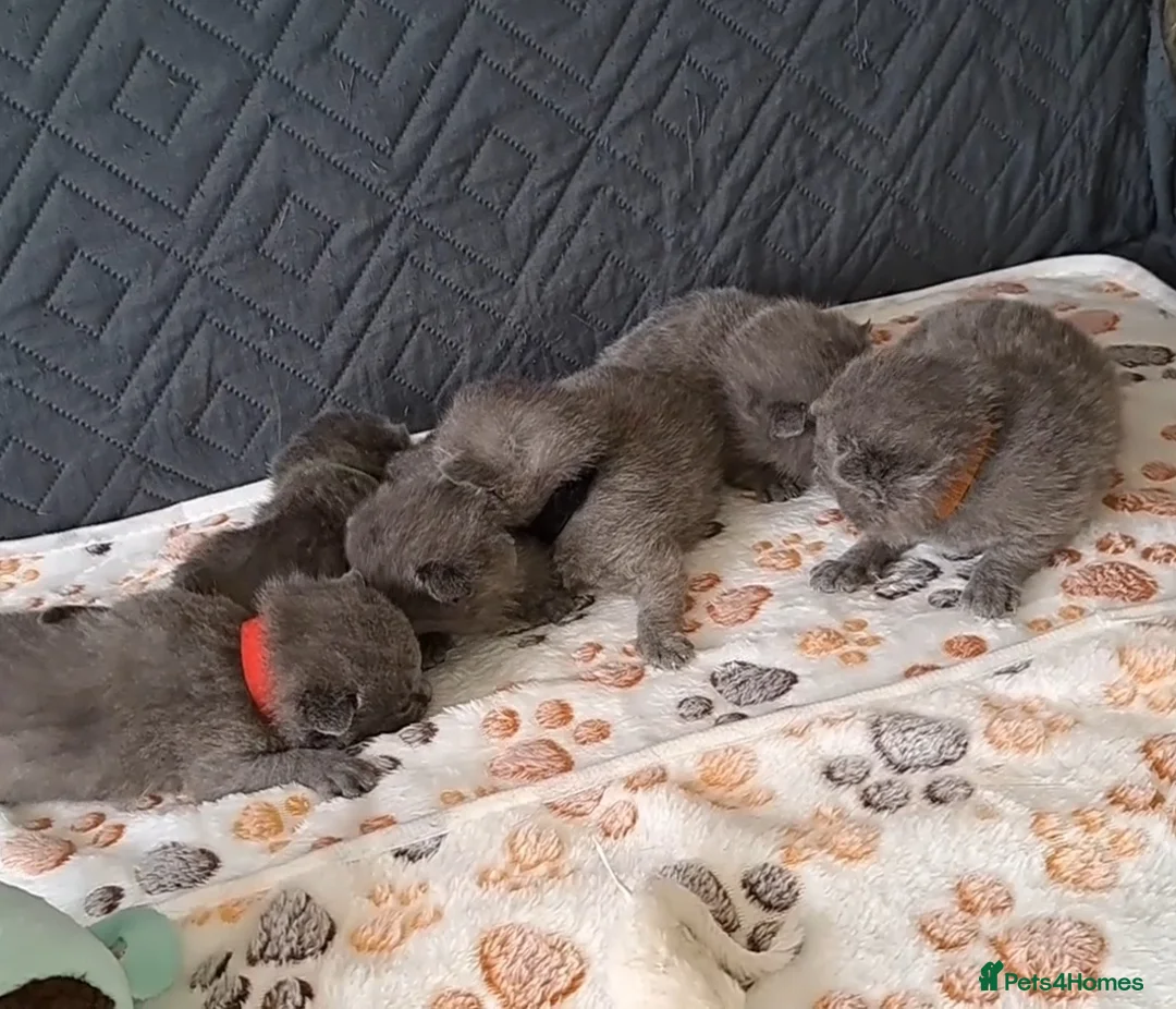 British Shorthair cats for sale: British Shorthair Blue are available  - Advert 2