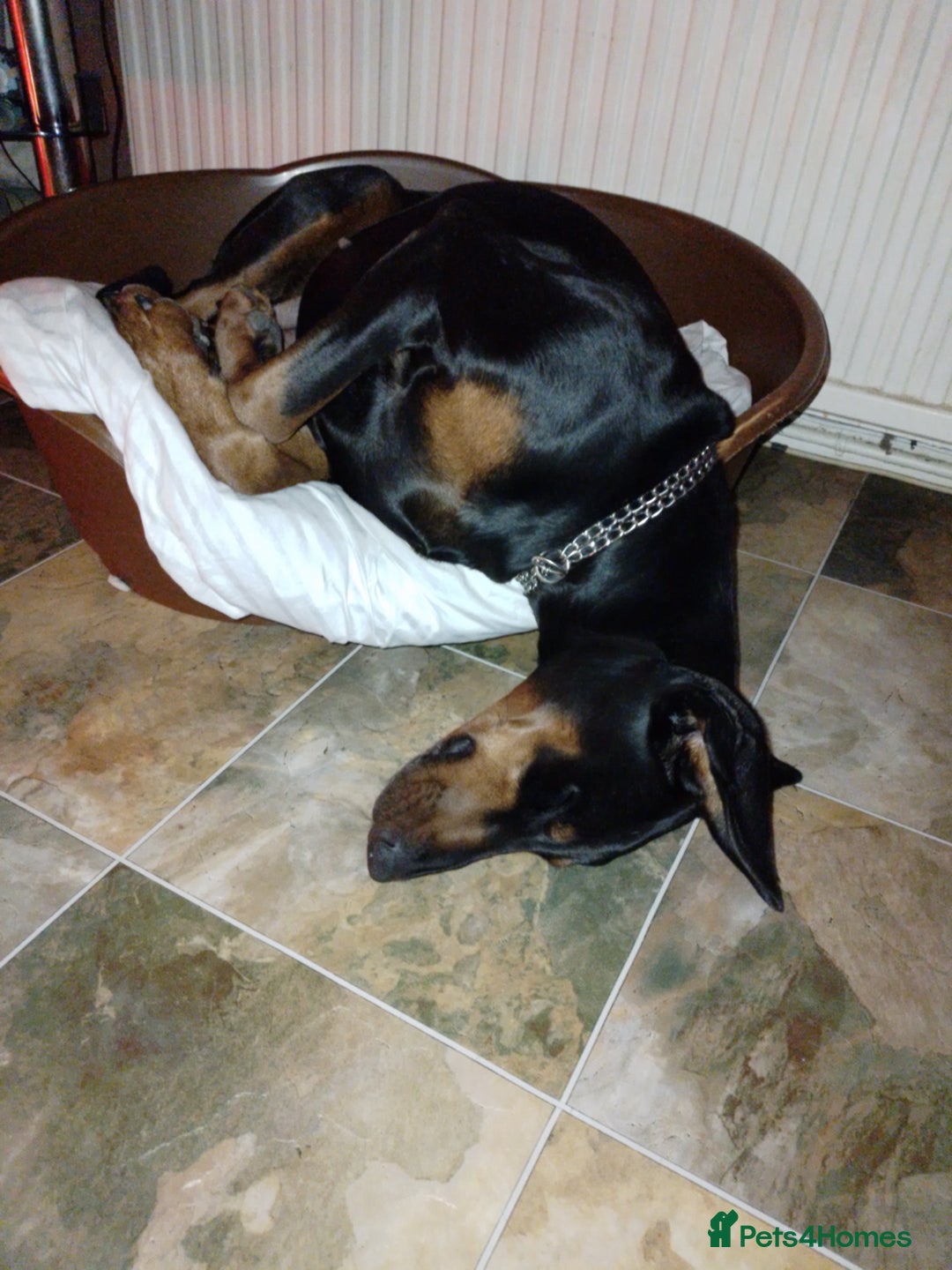 Dobermann dogs for sale: Dobermann Bitch 3 1/2 years old - Advert 9