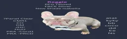 French Bulldog dogs for sale: KC registered French bulldog puppies  in Congleton - Advert 7