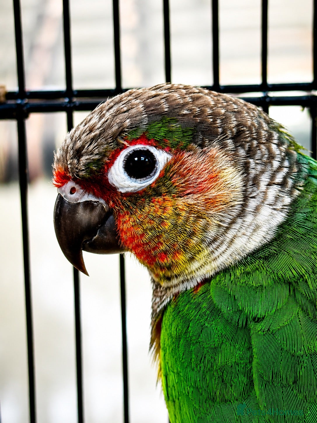 Conures birds PAIR OF GREEN CHEEK CONURES ❤️🦜 - Advert 1