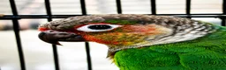 Conures birds for sale: PAIR OF GREEN CHEEK CONURES ❤️🦜 in Wembley - Advert 1
