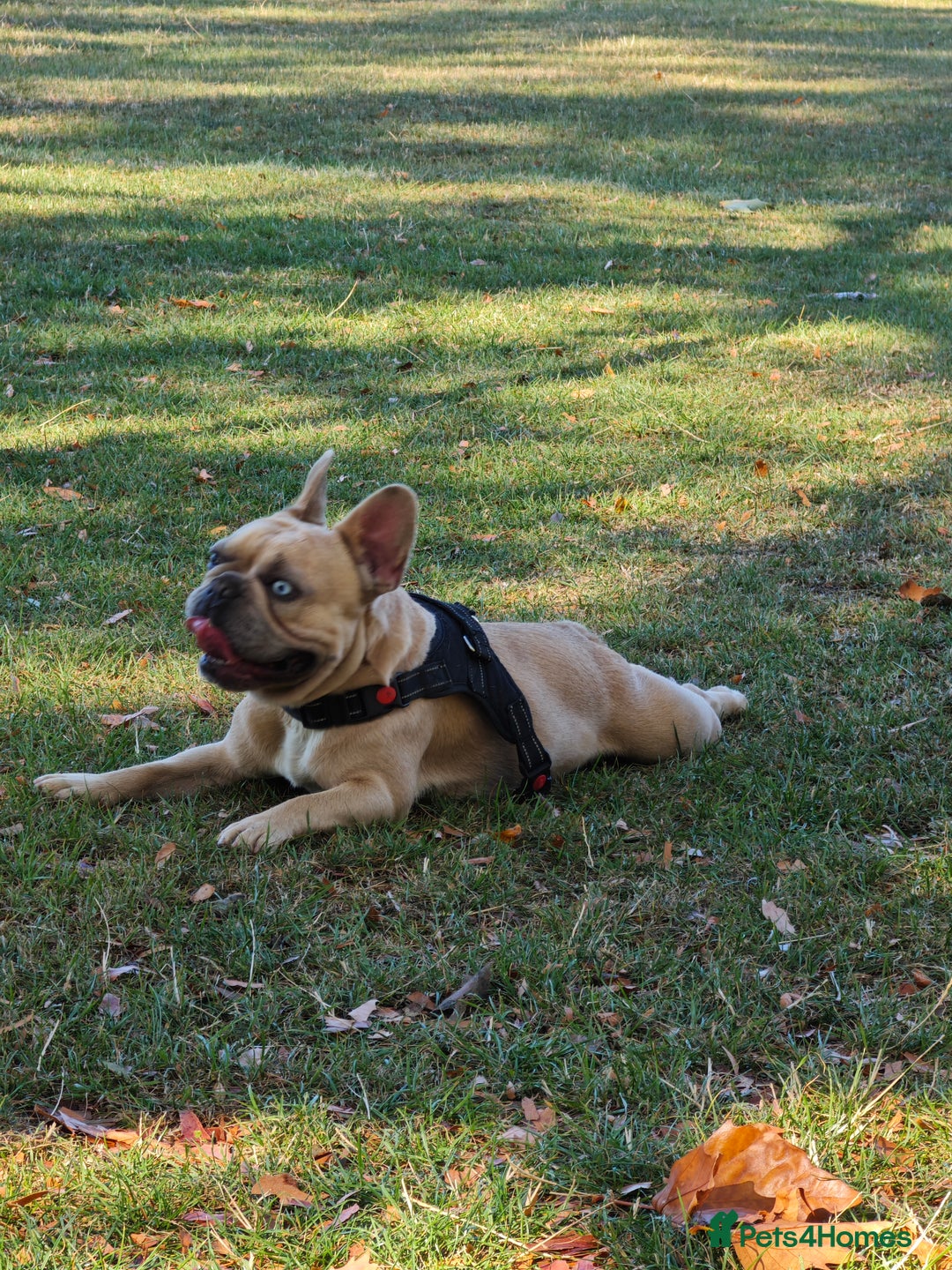 French Bulldog dogs for sale: Unique and Beautiful French bulldogs puppies  - Image 4