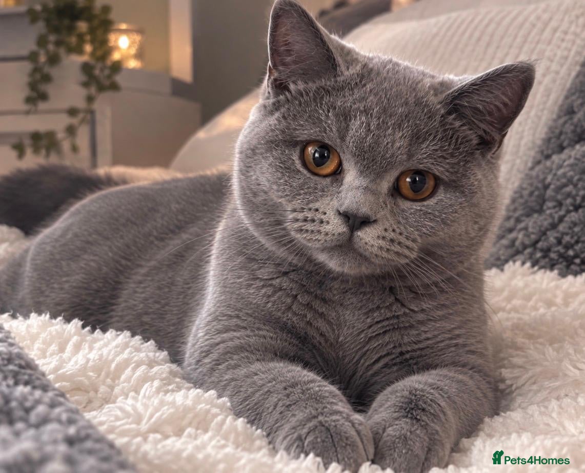 British Shorthair cats 💙 GCCF Registered Blue British Shorthair Boy 💙 - Advert 17