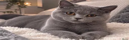 British Shorthair cats for sale: 💙 GCCF Registered Blue British Shorthair Boy 💙 in Burnley - Advert 10