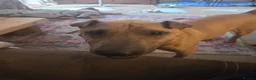 Mixed Breed dogs for adoption: 🚨URGENT🚨PLEASE SAVE SOL  - Advert 12