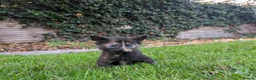 Mixed Breed cats for sale: Georgous Kittens Looking For A New Home - Advert 20