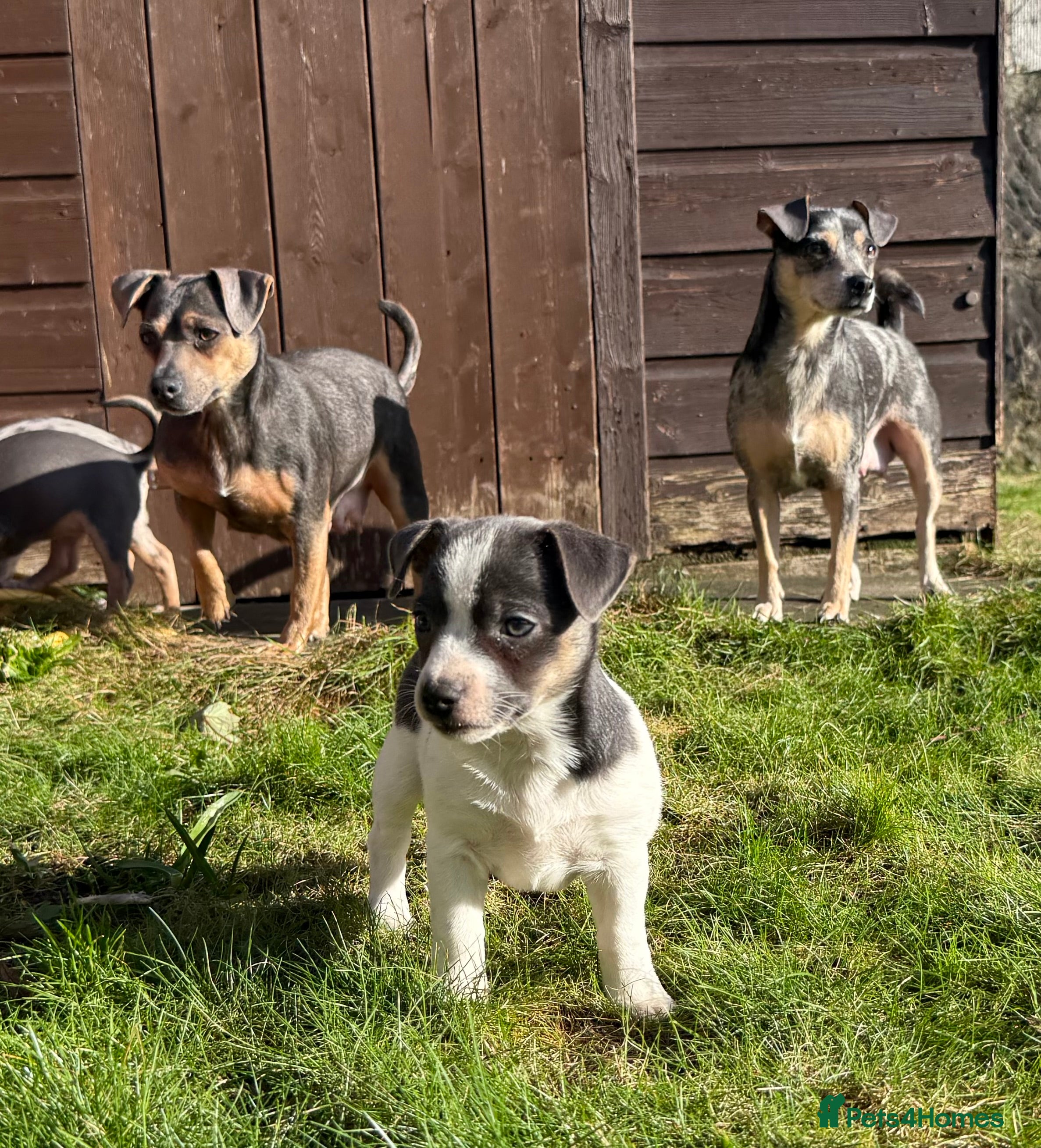 Jack Russell dogs Stunning blue and blue tri JRT pups - Advert 6